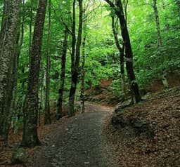 investment real estate from a forrest trail